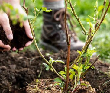 Planting_Displays_Julian_Turner_Garden_Services